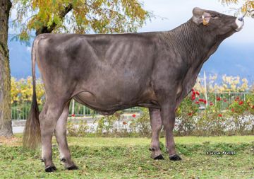 17-10-2025-toro-linkedin-pp