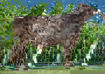 07-08-2018-toro-jelly