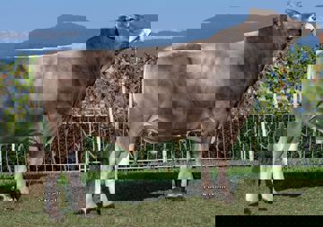 01-08-2017-toro-hurvinek