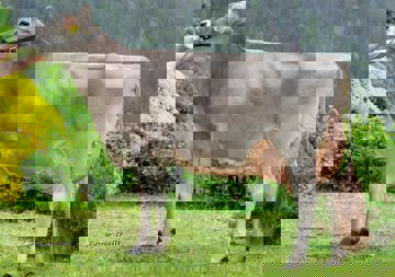 22-05-2018-it021002046663-frener-zelig-bella