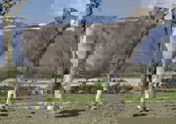 23-04-2021-toro-halvar