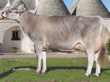 it073990219736-hadrian-olinda