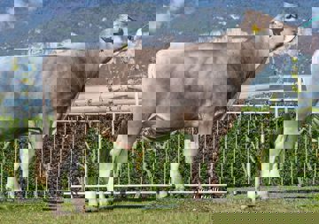 05-05-2017-toro-bomba