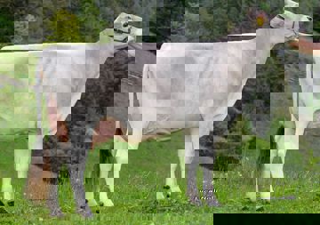 19-05-2020-it021002249770-volgger-vanpari-inga