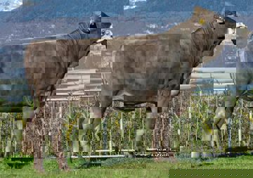 17-04-2018-toro-alibec