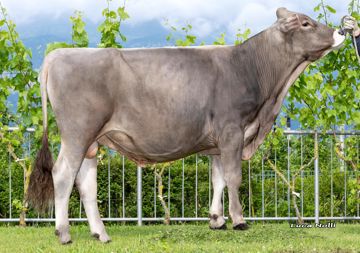 20-05-2025-toro-poseidon