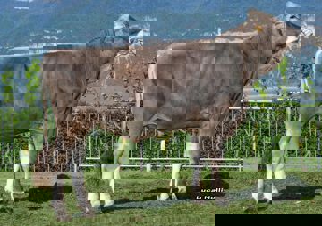 08-05-2018-toro-almont