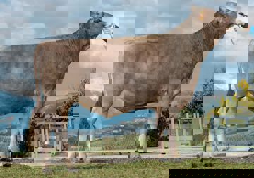 16-04-2019-toro-silk