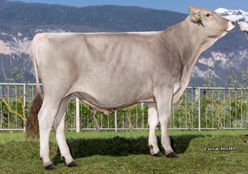 12-04-2024-toro-romulus