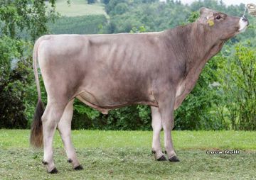 07-06-2022-toro-best