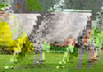 19-05-2020-it021002194663-frener-arrow-nervada