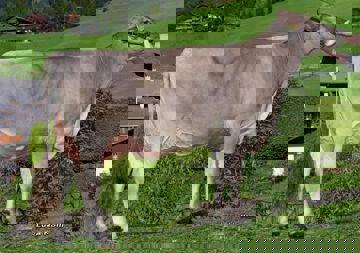 30-08-2018-it021002126109-obexer-harvest-marie