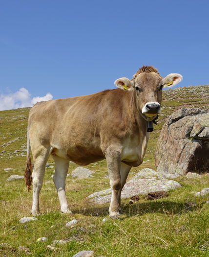 Ein Stier