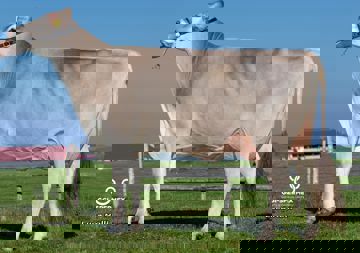 17-10-2018-de0951444650-rietzler-anibal-rafaela-bison-mutter-1-kalb-m