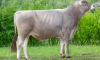 16-06-2020-toro-cadone
