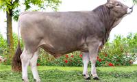 20-05-2025-toro-volmar-ob