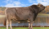 stier-bays