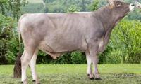 07-06-2022-toro-olindo