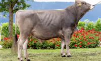23-06-2023-toro-tornado-p