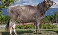30-06-2021-toro-jonio