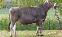 18-10-2019-toro-speranzio