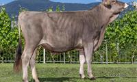 30-05-2025-toro-bali