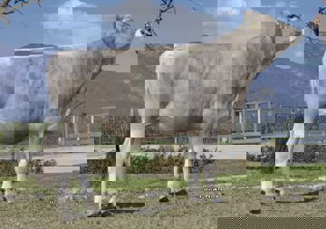 23-04-2021-toro-coros