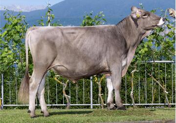 26-05-2026-toro-prada