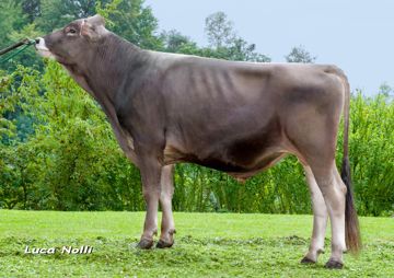 26-08-2014-toro-diego