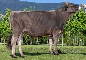 30-05-2025-toro-odermatt