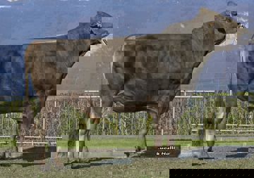 23-04-2021-toro-superstar