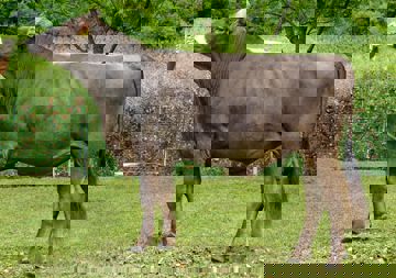 04-08-2020-toro-nissan