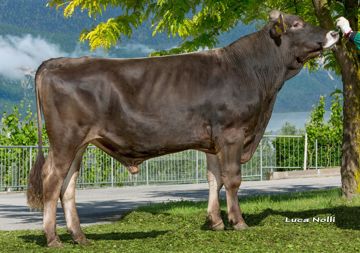 24-05-2016-toro-helm