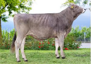20-05-2025-toro-remus