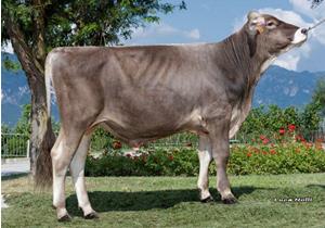 12-08-2022-toro-adriatico