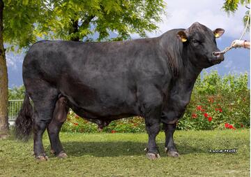 20-05-2025-toro-excalibur-3qa