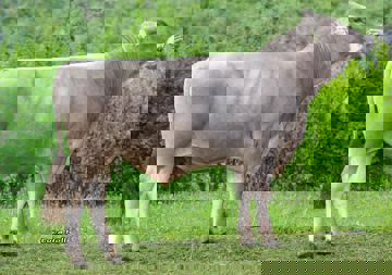 16-06-2020-toro-cadone