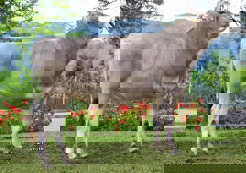 16-06-2020-toro-pajero