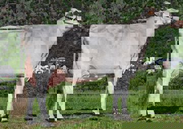 16-05-2017-it014990037982-besseghini-nesta-moana