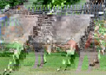 14-06-2017-it021002060101-gasser-bradley-kelly