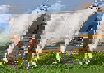 19-05-2020-it021002189877-miribung-solaris-nora