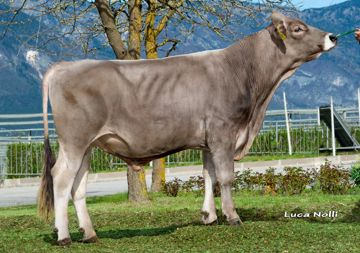 14-04-2015-toro-miracol