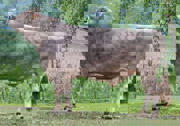 18-05-2017-toro-noan