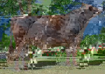 07-08-2018-toro-harvest