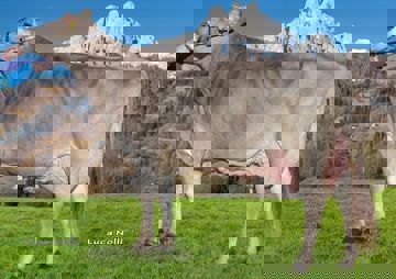 21-01-2016-it022990176461-debertolis-brookings-mutter-virkon