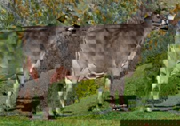 17-10-2019-de0952012568-tasser-jucator-tedesca