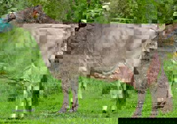 07-05-2018-it022990168049-gianera-payssli-susi