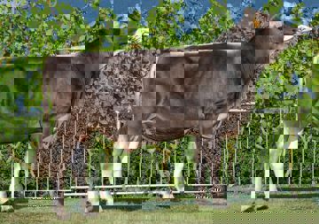 07-08-2018-toro-account