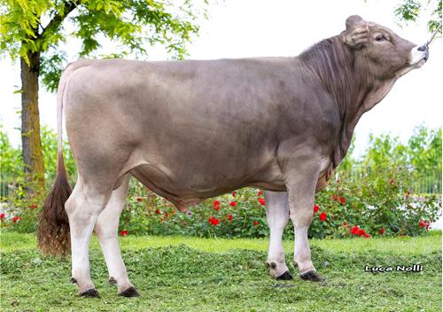 20-05-2025-toro-volmar-ob