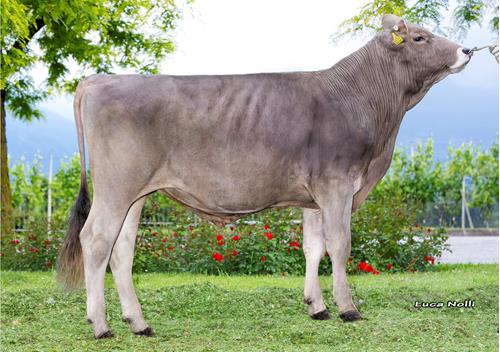 20-05-2025-toro-remus